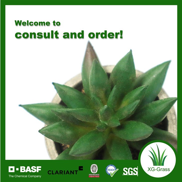 Xingu Premium Realistic Succulent Decor For Modern Interiors price