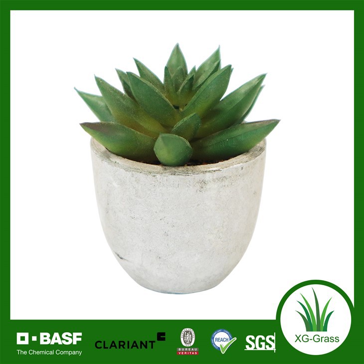 Xingu Premium realistisches Sukkulenten-Dekor für moderne Innenräume