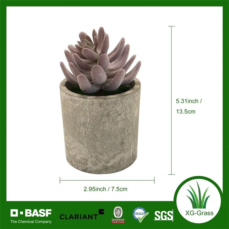 Xingu Unique Succulent Arrangements To Brighten Your Home Decor best